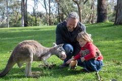 Father & child feeding a kangaroo at Cleland Wildlife Park